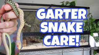 HOW TO TAKE CARE OF A GARTER SNAKE [upl. by Gonzalo]