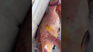 Sick one hogfish spearfish spearfishing downunder [upl. by Schrader]