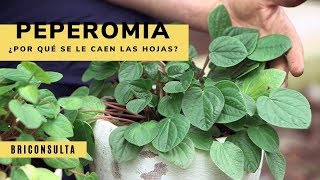 ¿Por qué se le caen las hojas a la peperomia  Briconsulta  Jardinatis [upl. by Annaet645]