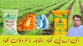 DAP Vs NitroPhas FertilizerGhulam Shabeer Velogs [upl. by Unders868]