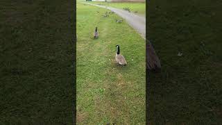 Hannibals Observations About Canada Goose Behavior [upl. by Notirb]