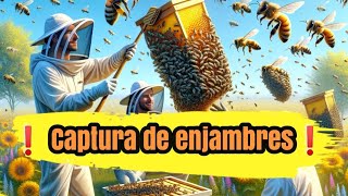 Captura de Enjambres Un espectáculo de la naturaleza en tres actos [upl. by Yme]