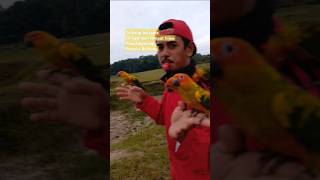 birds freeflybird freeflybird sunconureindonesia reelsfyp freefly freeflightparrot [upl. by Atiekahs]