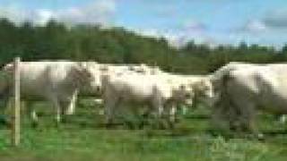 Dubuc Charolais  Browarny [upl. by Ennayehc]