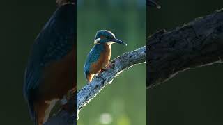 Kingfisher  Langford Lakes wildlife bmpcc6k sigmalens [upl. by Yesnikcm]