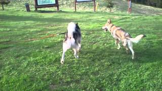 Alaskan malamute vs zboczony Czechosłowacki wilczak [upl. by Krishna]