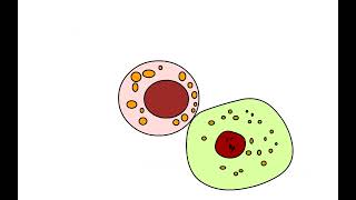 IMMUNOLOGIE ACTION DES LYMPHOCYTES [upl. by Eelta]