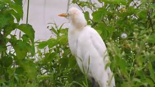 Birdwatching at Kashyapi Dam amp Twin Tamkada Waterfalls Natures Beauty near Sangamner [upl. by Molloy]