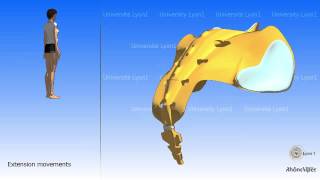 Arthrology of the pelvis The sacrococcygeal joint [upl. by Onra159]