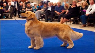 golden retriever dog show 2024  Show quality golden retriever dog [upl. by Guenna]