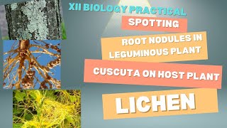 Spotting Leguminous plants Cuscuta LichensXII Biology Board Practical [upl. by Ambrogino423]