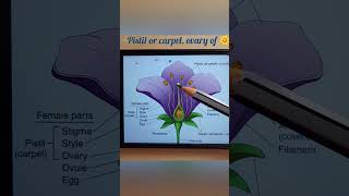 pistil or carpel ovary in flowerneet medical education biology shorts short ytshorts [upl. by Jeana]