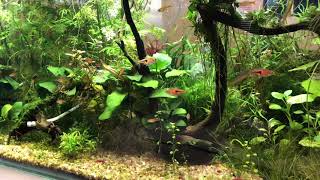 My beautiful shrimp tank with ember tetras harlequin rasboras and rainbow threadfin 4k [upl. by Gideon722]