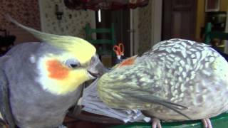 Our pet cockatiels preening and pecking each other [upl. by Zenda512]