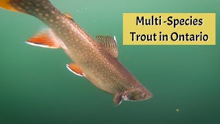 MultiSpecies Trout  10 Mile Lake Lodge [upl. by Purcell84]