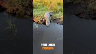 Magarmacch 🐊🙅facts tigons animalfacts animals ytshorts animalknowledge [upl. by Aleb]