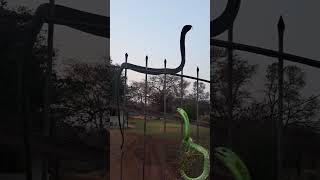 boomslang standing like a cobra [upl. by Lhary]