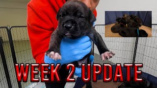 WEEK 2 UPDATE 🐶 Brindle Pitbull Puppies [upl. by Heidt]