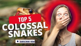 5 Colossal Snakes You Wont Believe Exist [upl. by Allisirp103]