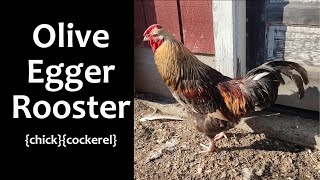 Olive Egger barnyard mix rooster chick [upl. by Divine721]