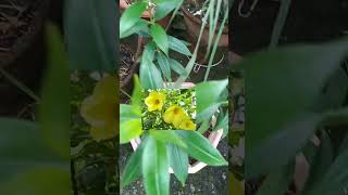 allamanda plant ko maine cutting se grow kiya flowers [upl. by Dorice431]