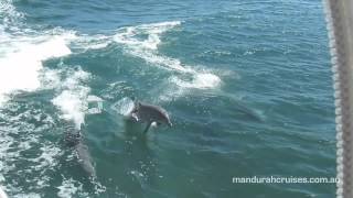 Mandurah Cruises Dolphin Spectacular [upl. by Yolane]