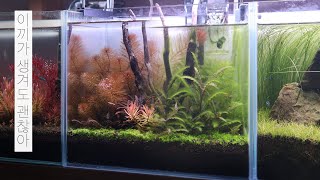 ENG 수초트리밍 후 이끼관리  물멍  Palnt Trimming  Remove Algae  Aquarium  MulMung [upl. by Ettennod]