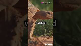 facts animals tortoise tortoiseshell Tilly the Tortoise Slow and Steady Wins the Race [upl. by Susy]