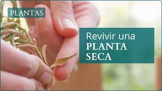 Cómo revivir una planta seca tras las vacaciones  Verdecora [upl. by Delcine]