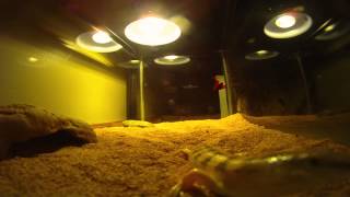 12 minutes in the life of a sandfish skink [upl. by Ailin]