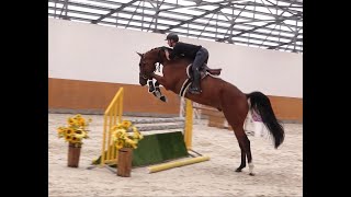 2019 gelding Corydon van TL  Thunder vd Zuuthoeve [upl. by Alrac]