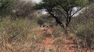 Trophy blesbok hunt [upl. by Bethena]