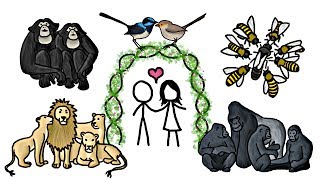 Are any Animals Truly Monogamous [upl. by Justine104]