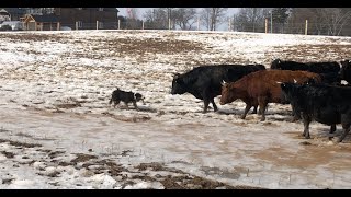 Border Collie Herding Stubborn Cattle [upl. by Noitsuj]