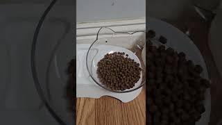 Cat Food Bowls Elevated Tilted [upl. by Navis409]