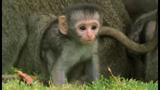 These Adorable Baby Monkeys Are So Playful  Cheeky Monkey  BBC Earth [upl. by Aehtna]