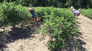 Blueberry Picking in NJ at DiMeo’s Pick Your Own Organic Blueberry Farm [upl. by Korwun]