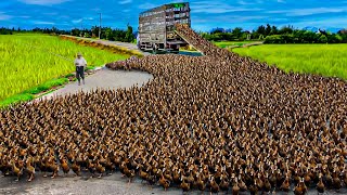 How to Raising Millions of Duck on Rice Field For Meat  Free range Duck Farming Technique [upl. by Lewanna]