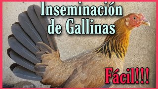 INSEMINACION DE GALLINAS  how to inseminate chickens [upl. by Euqinommod]