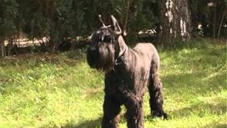 Veliki Šnaucer  Giant Schnauzer  Emisija sa Demom Žuđelović [upl. by Riamu862]