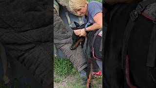 😮Dobermans Death Grip Service Dog Training GUARDODESSA Odessa Ukraine [upl. by Elehcor]