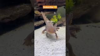 Facts about Axolotl 😍 shorts factsinhindi ytshorts factshorts axolotl axolotls axolotllove [upl. by Nitsraek]