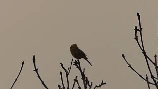 Yellowhammer [upl. by Seen595]