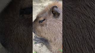 How a capybara melts your heart with its cute and affectionate antics  cute capybara [upl. by Ahsielat328]