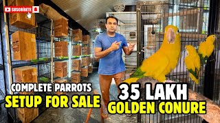 Golden Conure or Queen of Bavaria Conure  Parrots Setup For Sale  Oye Bhatti [upl. by Bertilla32]