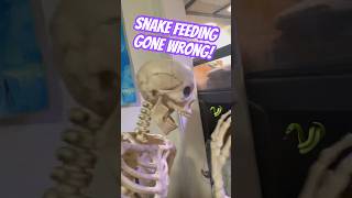 Skeleton Snake Keeper Feeds Lucy The Honduran Milk Snake 💀halloween2024 reptiles lol [upl. by Noicpesnoc]