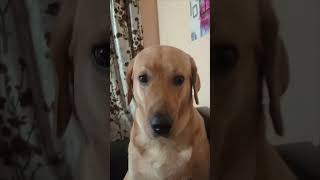 My cute chinanodo little fellow funnyreals funnydoglover funnyvideo comedyshorts viralvideco [upl. by Airlie413]