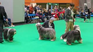 Crufts 2023  Bearded Collies [upl. by Gilberte]