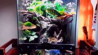 Crested Gecko Paludarium  Vivarium  Terrarium Update [upl. by Ellita753]