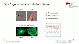 Vascular development and remodeling [upl. by Ardnoyek400]